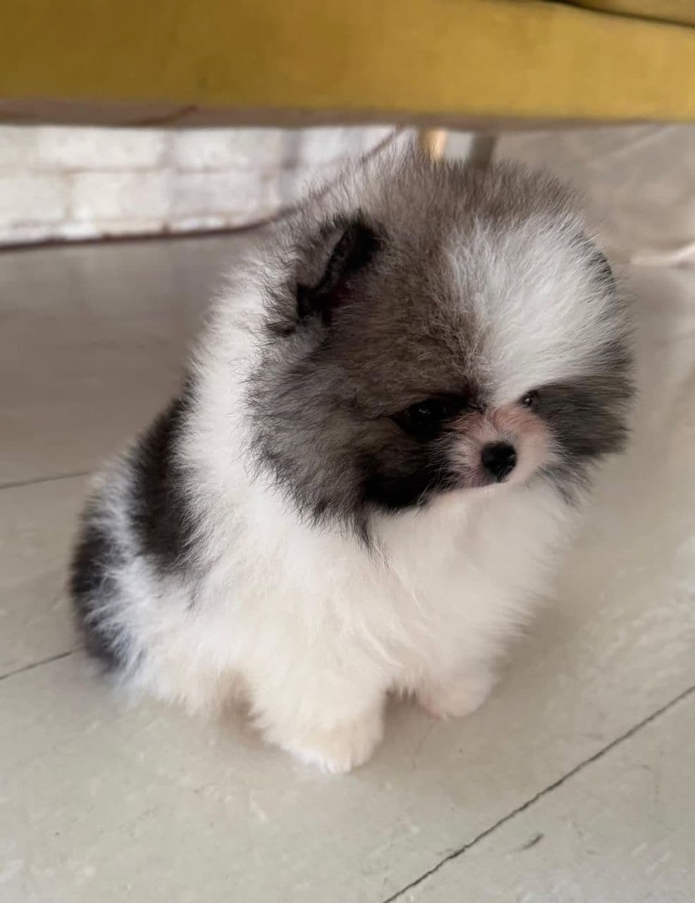 Pomeranian puppy at home