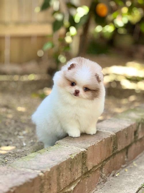Teacup Pomeranian portrait