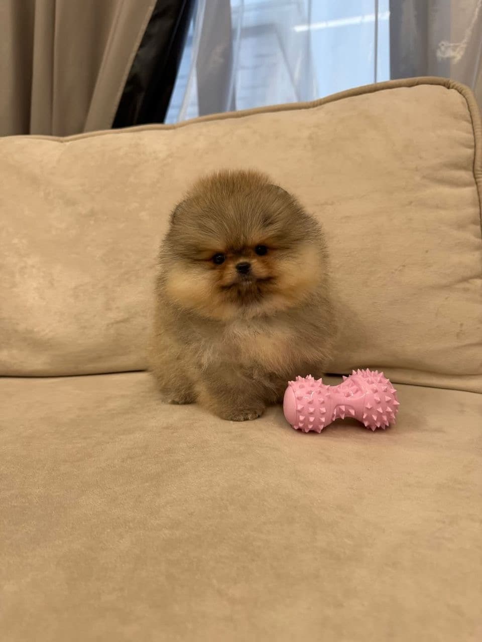 Fluffy Pomeranian pup