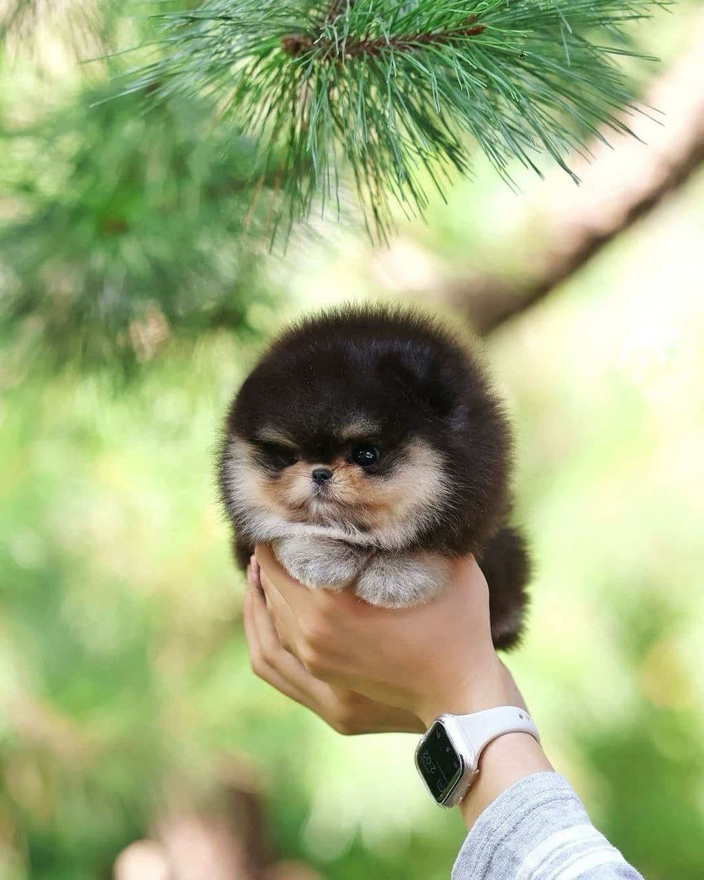 Home-raised Pomeranian