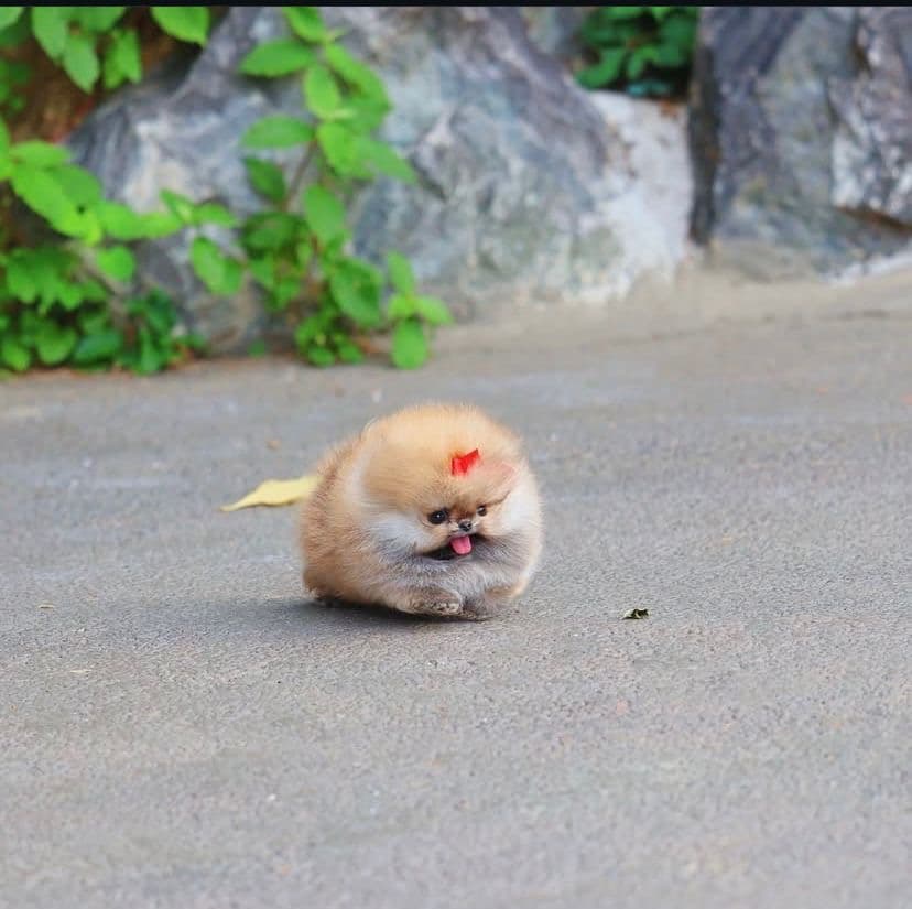 Home-raised teacup Pomeranian puppy at Emma's Rogers Pomeranians