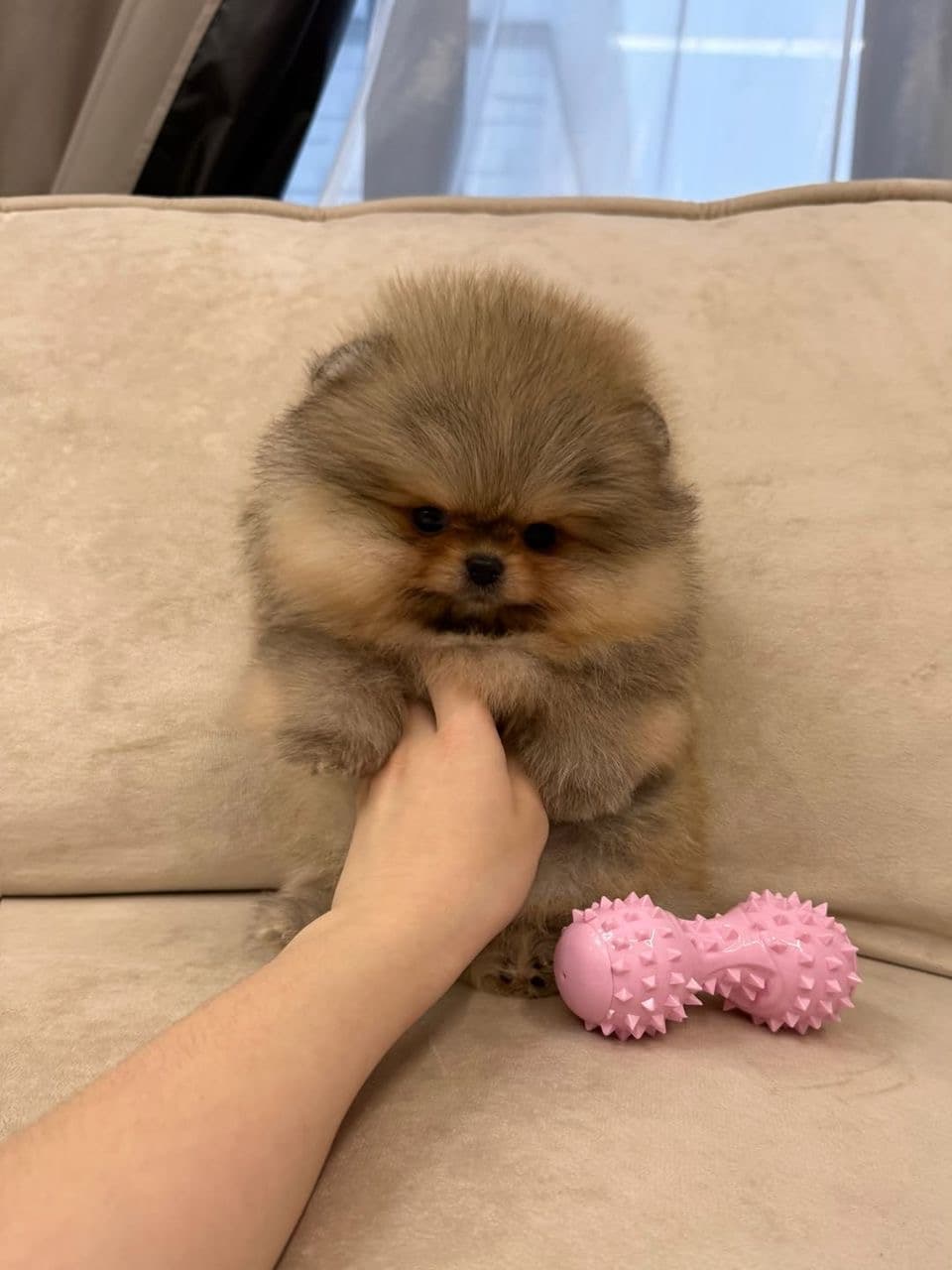 Biscuit, Female Pomeranian puppy. Sweet and gentle. Curious, friendly, and wonderful with families.