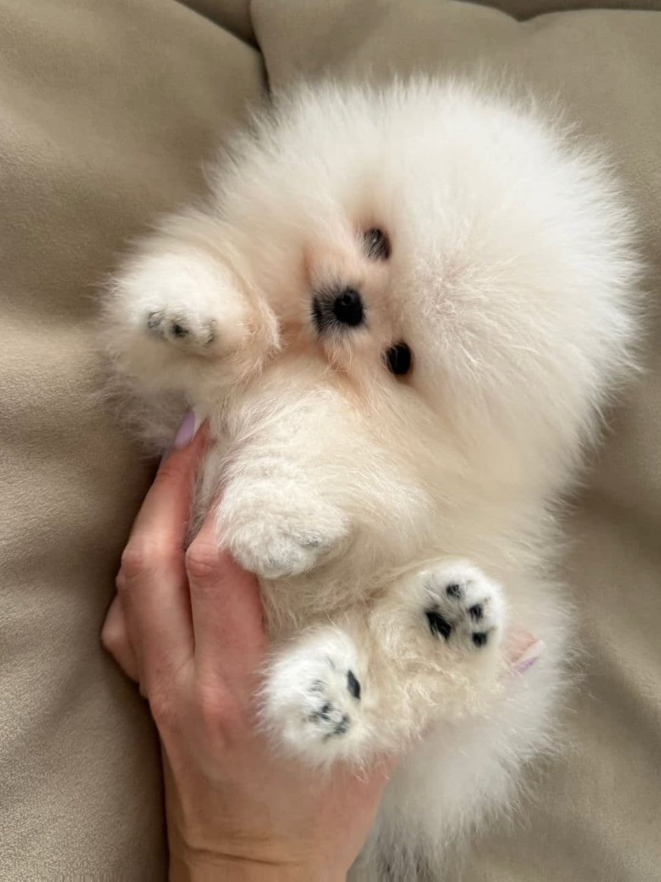 Pebbles, Male Pomeranian puppy. Energetic little companion. Confident, loyal, and full of charm.