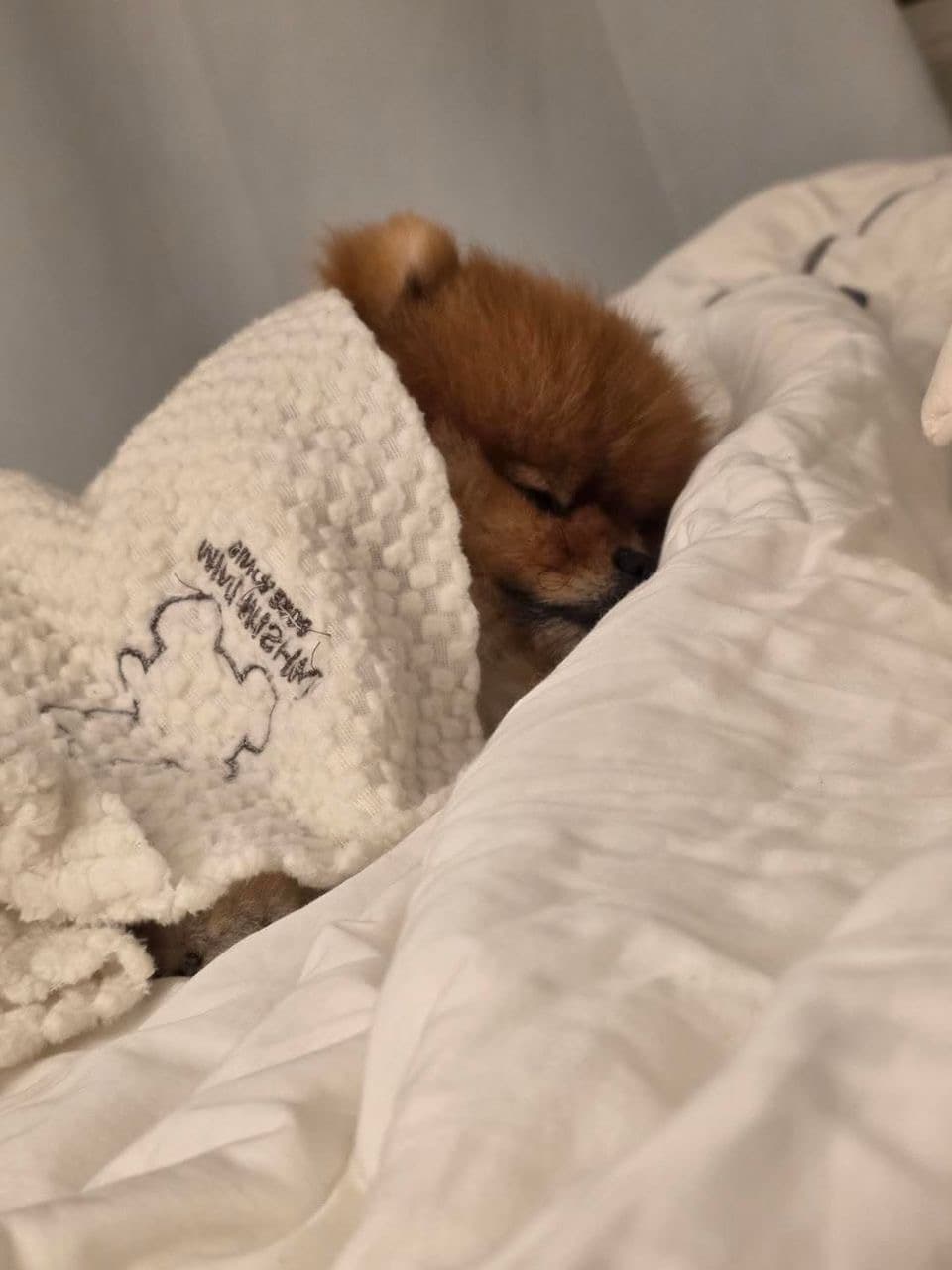 Milo, Female Pomeranian puppy. Loves lap time and gentle play. Perfect for a cozy home.
