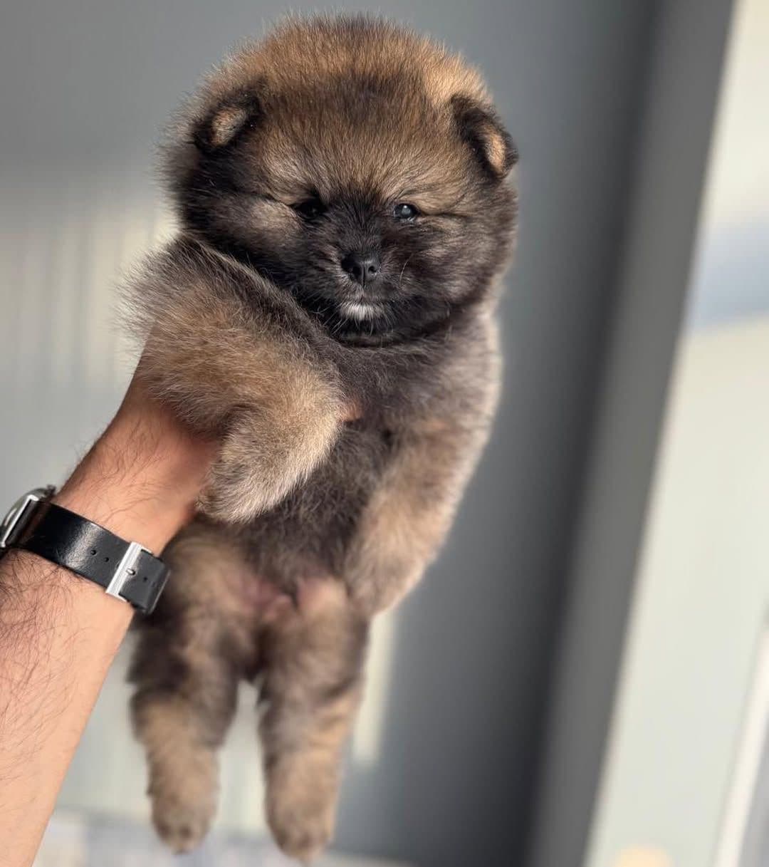 Luna, Male Pomeranian puppy. Bright, social, and eager to bond. Thrives with attentive families.