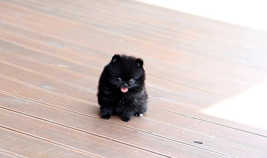 Nugget, Male Pomeranian puppy. Playful but easygoing. A delightful addition to a caring household.